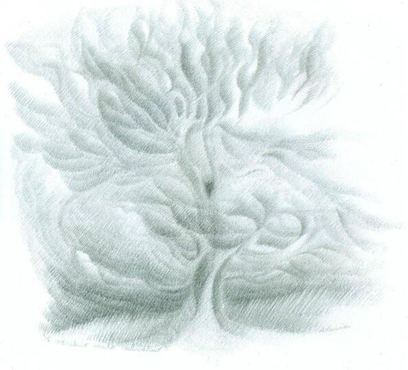 Il vecchio melo selvatico - Disegno cm. 35x35