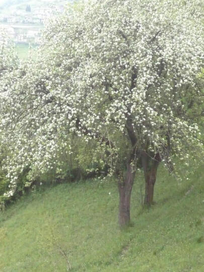 Melo sulla collina di S. Martino