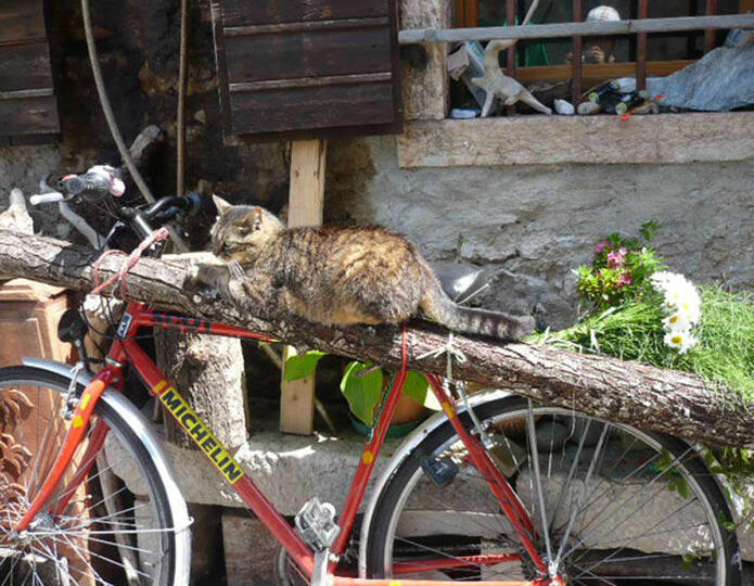 La vecchia gatta Giulia
