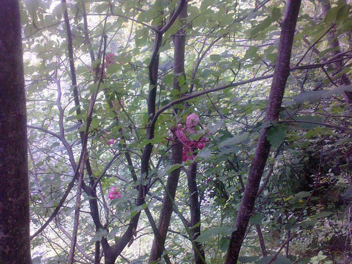Rose nel bosco attorno a S. Martino